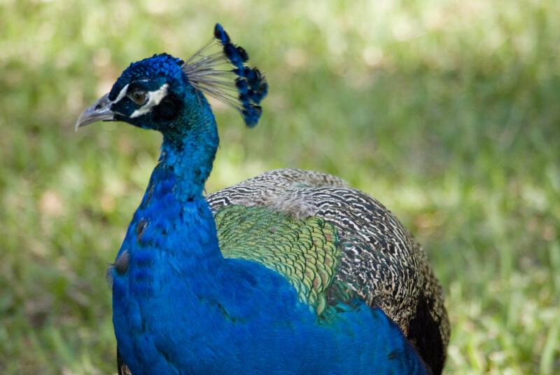 Peacock with Head Cocked to Side at Flamingo Gardens