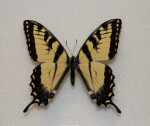 Male Tiger Swallowtail