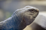 Mali Uromastyx