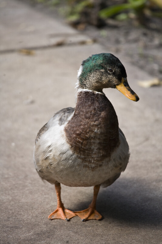 Mallard Duck on Sidewalk