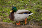 Mallard Duck Walking