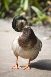 Mallard Preening