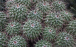 Mammillaria compressa