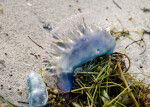 Man-of-War Sac on Beach