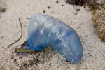 Man-of-War Sac