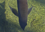 Manatee Fountain