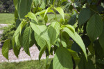 Manchurian Cherry Tree Leaves