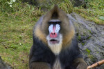 Mandrill from Front