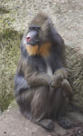 Mandrill Sitting on a Rock with its Head Turned to its Right
