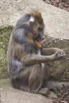 Mandrill Sitting on a Rocky Surface with its Arms Rested on its Knees