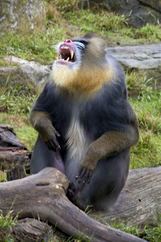 Mandrill with Mouth Open