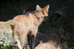 Maned Wolf from Behind