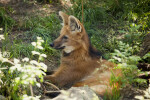 Maned Wolf in Grass