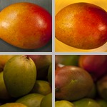 Mangoes photographs