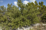 Mangrove Branches and Leaves