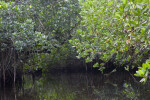 Mangrove Branches Hanging Over Halfway Creek in Everglades National Park