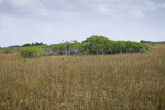 Mangrove Cluster