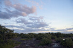 Mangrove Clusters