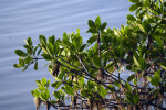 Mangrove Details