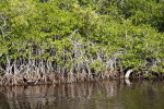 Mangrove Details