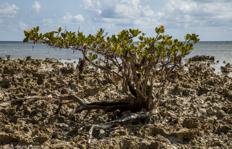 Mangrove Growing in Cluster of Dried Coral
