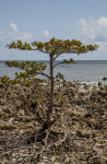 Mangrove Growing in Sand at Biscayne National Park