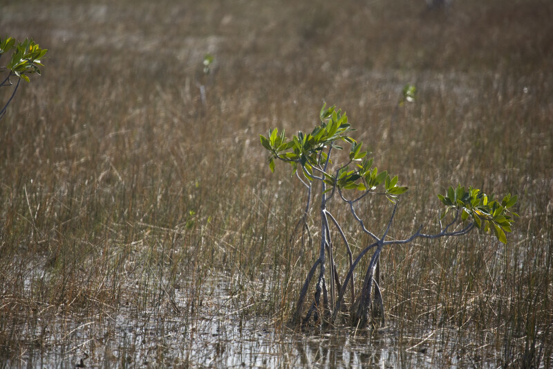 Mangrove Growing in Sawgrass