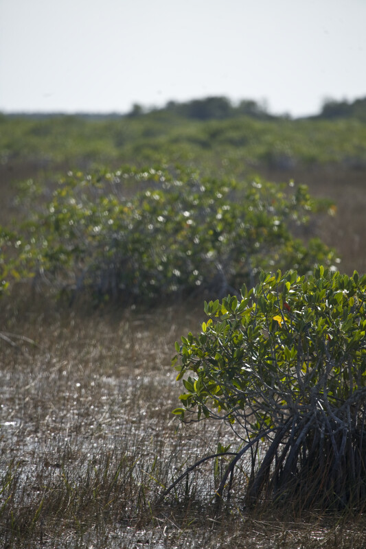 Mangrove Growing in Water