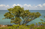 Mangrove Growing Near Light-Blue Water