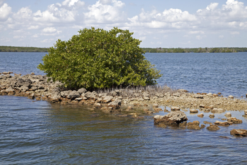 Mangrove Growing on a Rock Formation