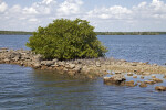 Mangrove Growing on a Rock Formation