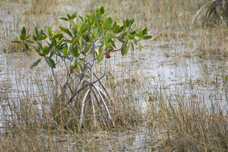 Mangrove in the Sawgrass