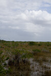 Mangrove in Water