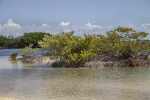 Mangrove Island at Biscayne National Park