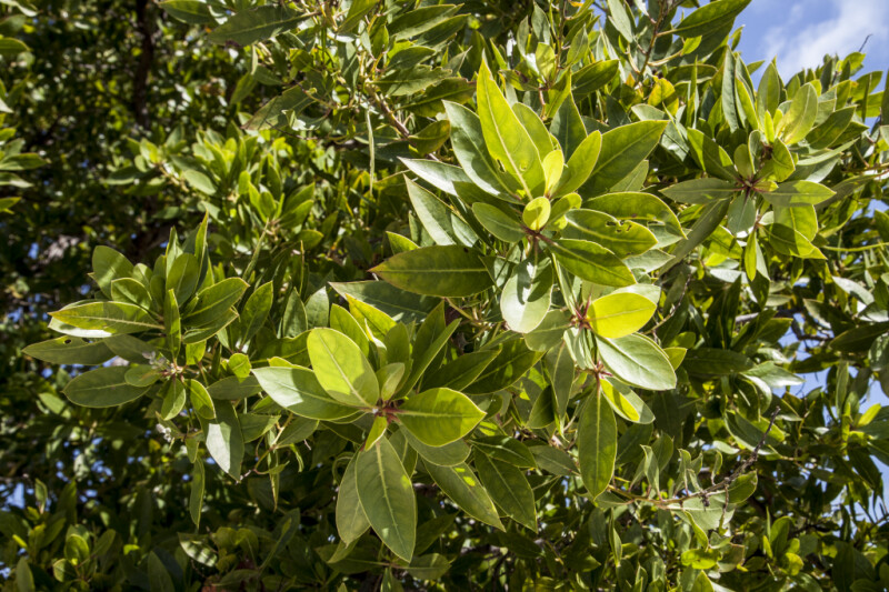 Mangrove Leaf Clusters