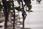 Mangrove Leaves