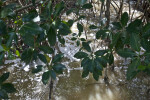 Mangrove Leaves Above Muddy Saltwater