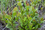 Mangrove Leaves and Branches at Shark Valley of Everglades National park