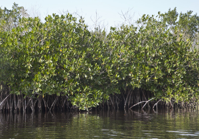 Mangrove Leaves and Roots on Display at Halfway Creek in Everglades National Park