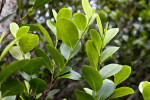 Mangrove Leaves Close-Up