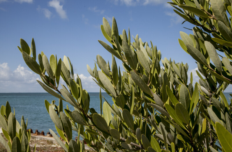 Mangrove Leaves Pictured Against Blue Water and Blue Sky