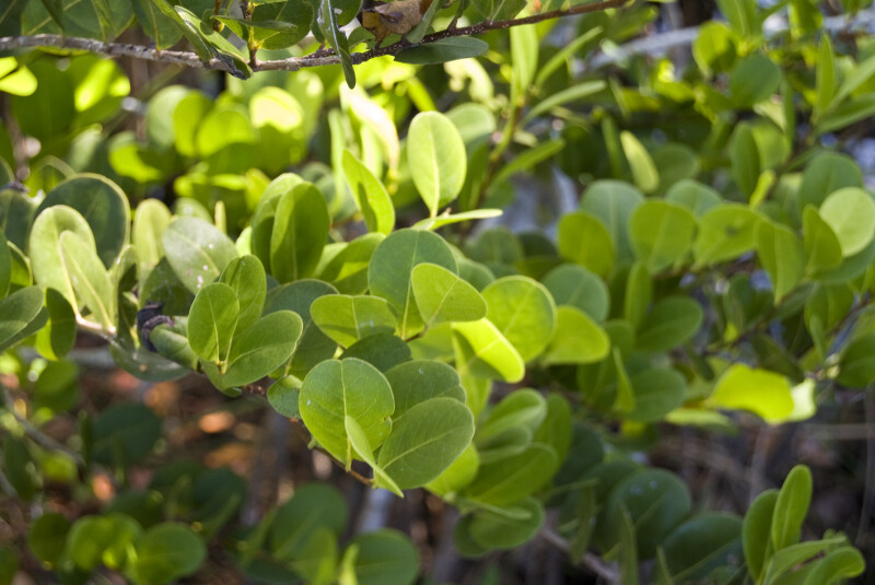 Mangrove Leaves