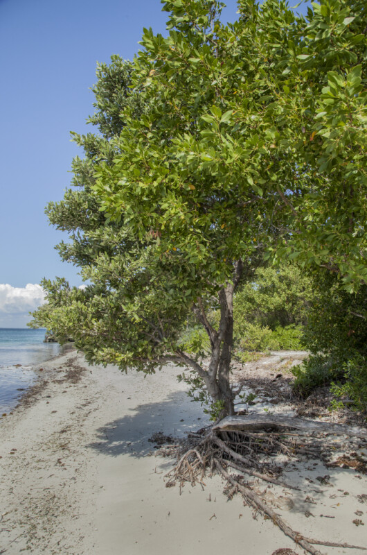 Mangrove Near Shoreline
