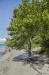 Mangrove Near Shoreline