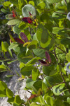 Mangrove near the Oasis Visitor Center of Big Cypress National Preserve