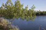 Mangrove Near Waterway at Big Cypress National Preserve