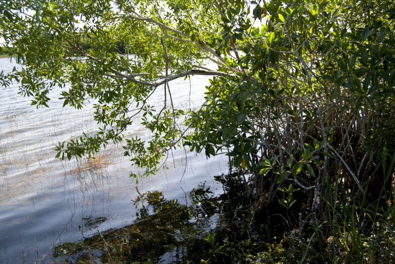 Mangrove on Shore