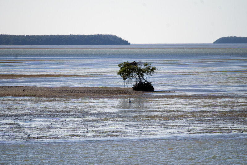 Mangrove on Water