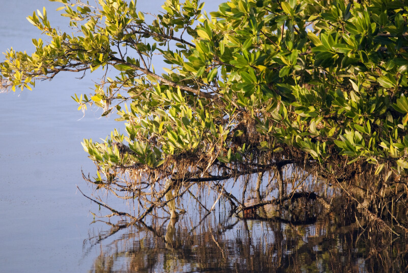 Mangrove Over Water