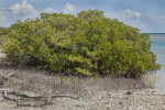 Mangrove Partially Submerged in Water